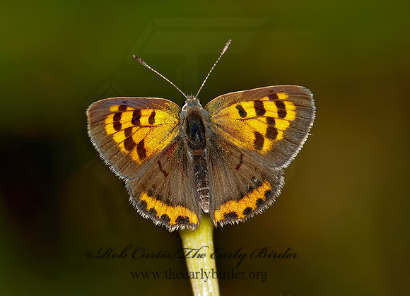 Lycaena phlaeas  AMERICAN COPPER 3003121z