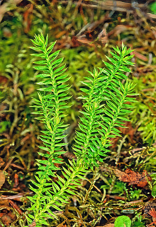 Spinulum annotinum  STIFF CLUB MOSS 237231z
