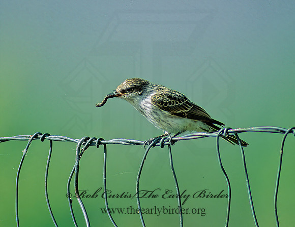 Pyrocephalus rubinus  VERMILION FLYCATCHER 72022Z