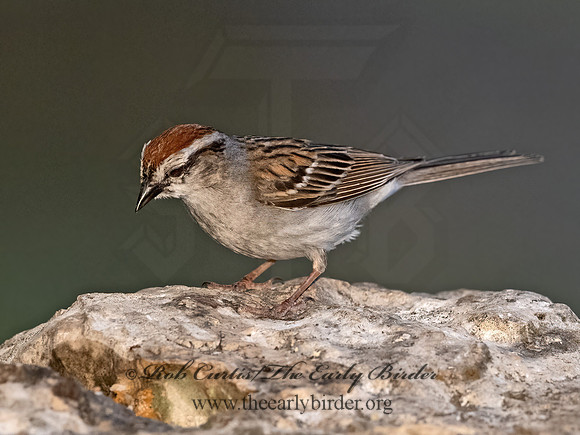 Spizella passerina  CHIPPING SPARROW 3035688z