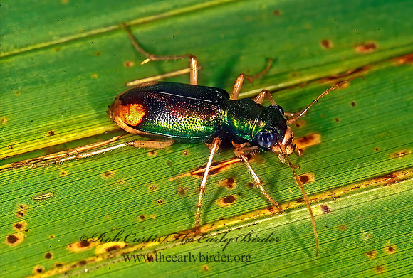 Tetracha carolina  CAROLIN METALLIC TIGER BEETLE 263135z