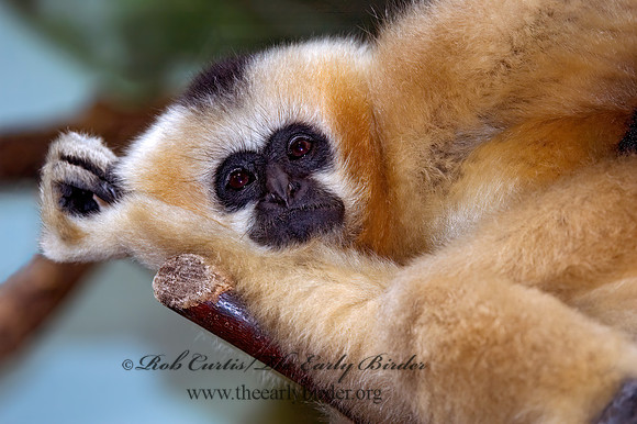 Hylobates concolor leucogenys  WHITE-CHEEKED GIBBON 5017246 z