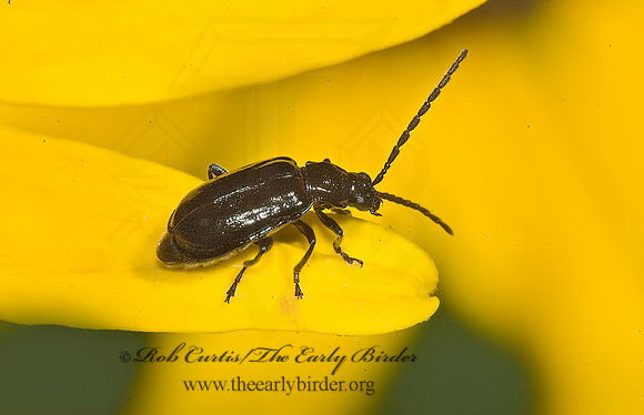 Diabrotica cristata LUPERINI LEAF BEETLE 5012654z