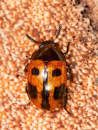 Diaperis maculata  DIAPERINAE DARKLING BEETLE 3013719 (1)
