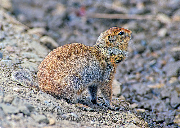 Urocitellus parryii  ARCTIC GROUND SQUIRREL 234407z