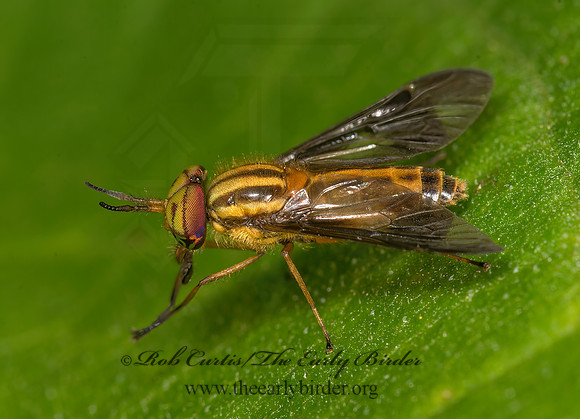Chrysops  DEER FLY9047155z