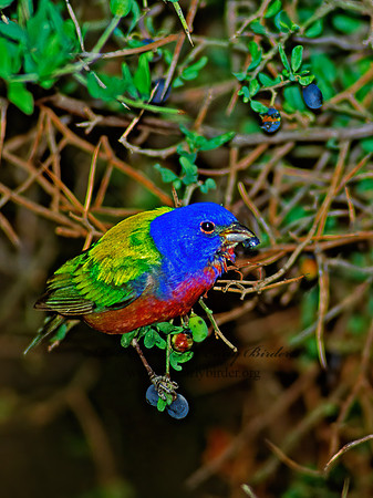 Passerina ciris  PAINTED BUNTING 91934-2z