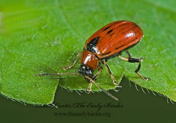 Cerotoma trifurcata 5013862z