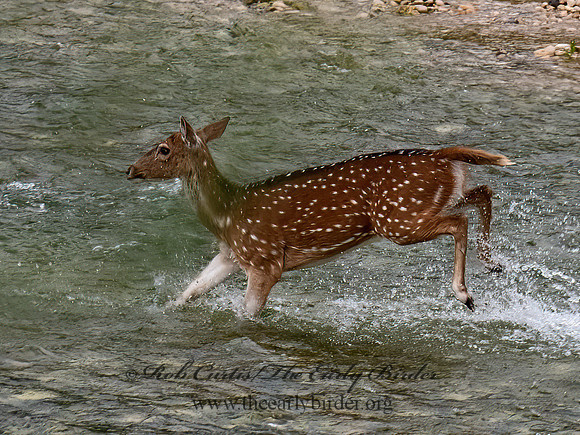 Axis axis  AXIS DEER 6040680z