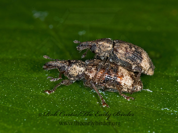 Listronotus appendiculatus 6011274z