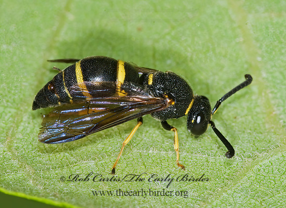 Euodynerus foraminatus 6012378z