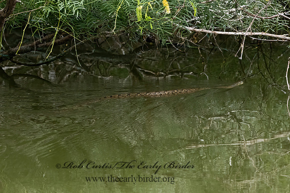 Nerodia rhombifer  DIAMONDBACK WATER SNAKE 3031842z