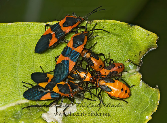 Oncopeltus fasciatus  LARGE MILKWEED BUG 5015978z