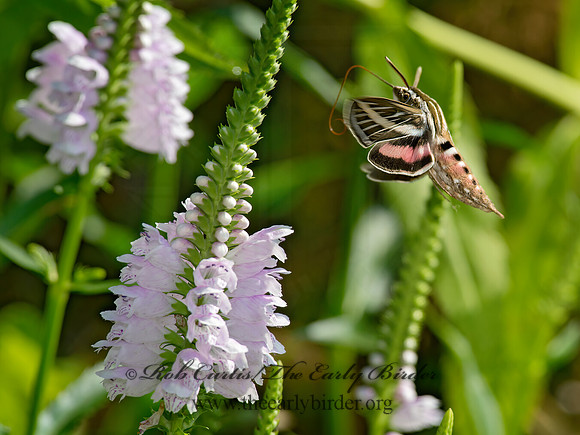 Hyles lineata  WHITE-LINED SPHINX 9014113 z