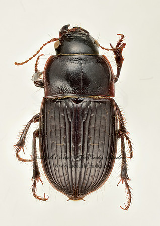 Euryderus grossus 9017506z