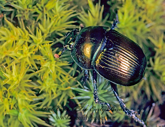 Geotrupes splendidus 177017z