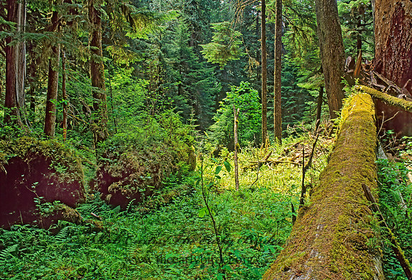 TEMPERATE RAIN FOREST 132316z