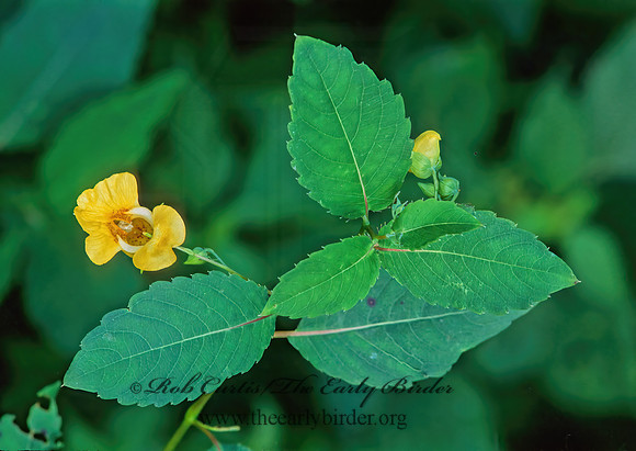 Impatiens pallida  YELLOW JEWELWEED 268925z