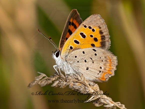 Lycaena phlaeas  AMERICAN COPPER 3003135z