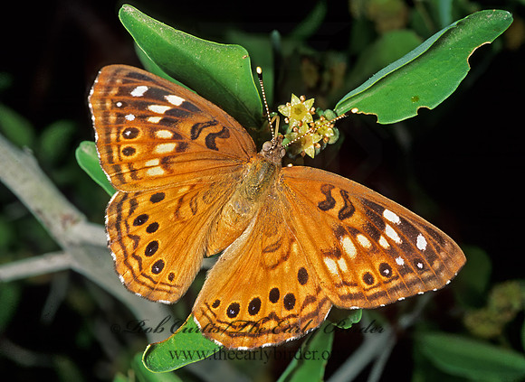 Asterocampa leilia  EMPRESS LEILIA 53316z