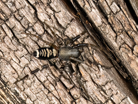 Castianeira longipalpa  CORRINID SPIDER 9079327 (1)