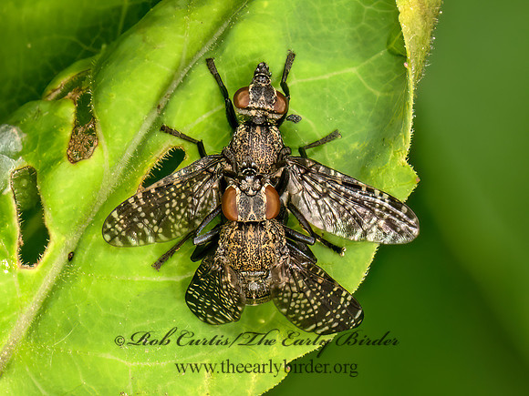 Platystoma seminationis  SIGNAL FLY 9079054z