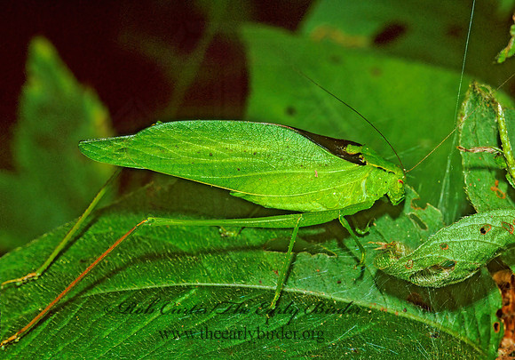 Amblycorypha oblongifolia  OBLONG-WINGED KATYDID 1284930z