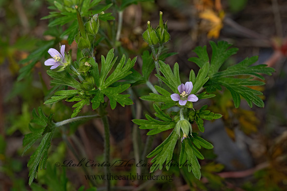Geranium carolinianum  CAROLINA GERANIUM 3028198z