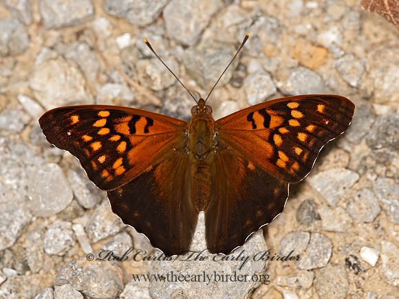 Asterocampa clyton  TAWNY EMPEROR 9048815z