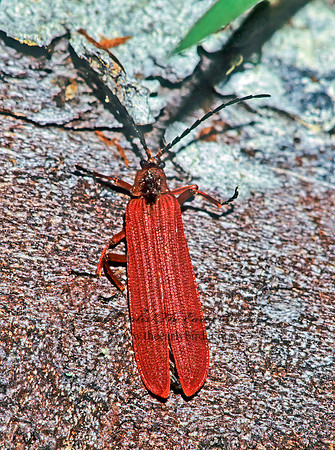 Dictyoptera hamatus 133202z