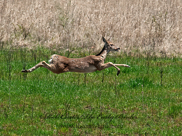 Odocoileus virginianus  WHITE-TAILED DEER  8032738z