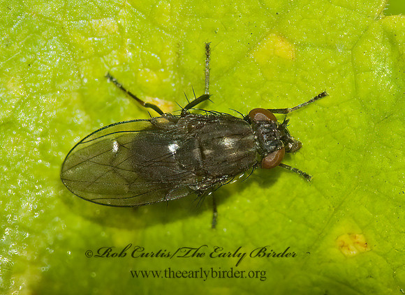 Notiphila (Dichaeta) caudata  SHORE FLY 5002486z