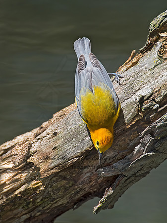 Protonotaria citrea  PROTHONOTARY WARBLER 9011133z