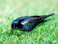 Ageglaius tricolor  TRICOLORED BLACKBIRD