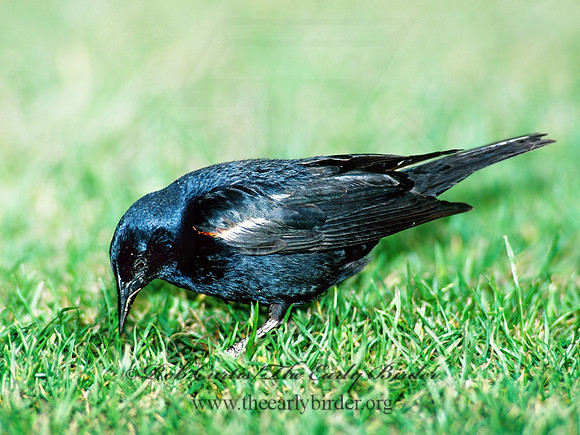 Agelaius tricolor  TRICOLORED BLACKBIRD 105703z