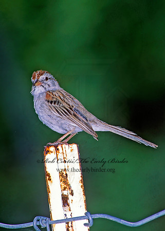 Peucaea carpalis  RUFOUS-WINGED SPARROW 93832z
