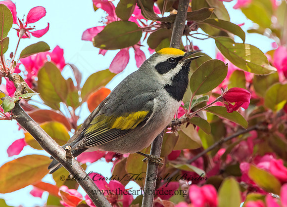 Vermivora chyrsoptera  GOLDEN-WINGED WARBLER 9030125z