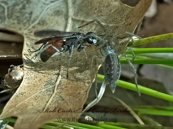 Anoplius semirufus~  SPIDER WASP 3022445z