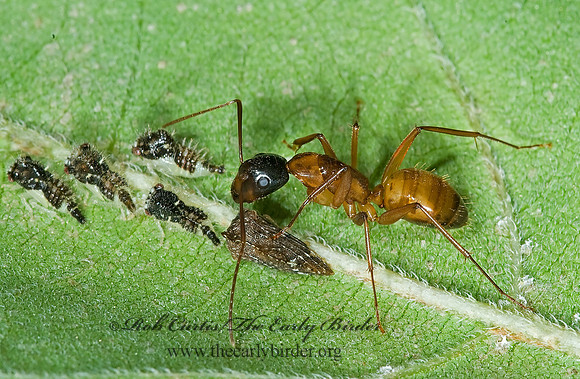 Camponotus americanus 6028050z