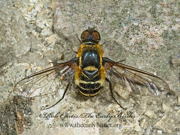 Villa lateralis  BEE FLY 5001628z