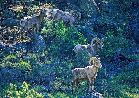 Ovis canadensis  BIGHORN SHEEP 152727z