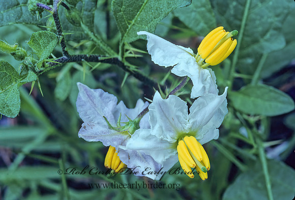 Solanum carolinense  CAROLINA HORSE NETTLE 168827z