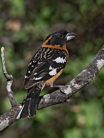 Pheucticus melanocephalus  BLACK-HEADED GROSBEAK 3038070z