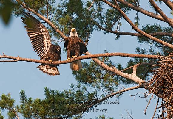 Haliaeetus leucocephalus  BALD EAGLE 3002884z