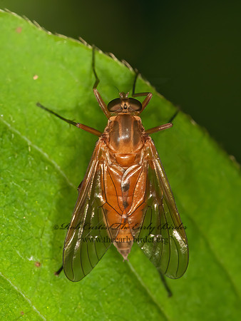 Rhagio tringarius  MARSH SNIPE FLY 3016227z