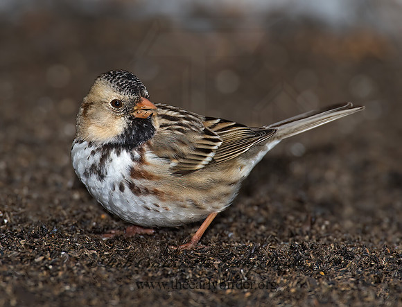 Zonotrichia querula  HARRIS'S SPARROW 8001219z