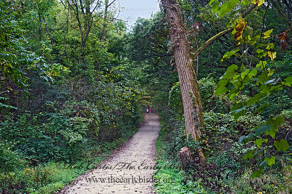FOREST PATH 8018306z