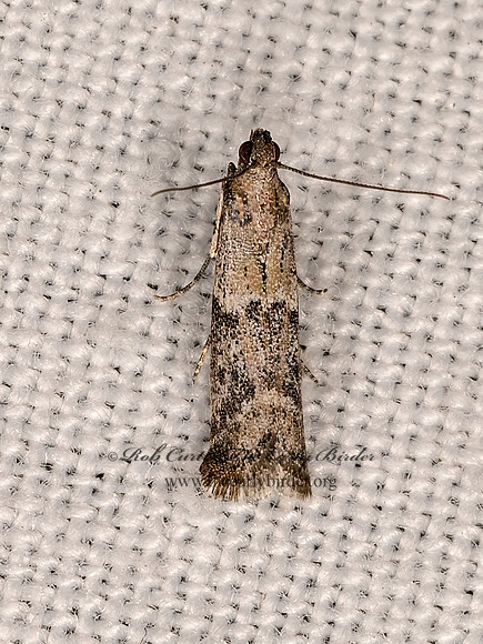 Ephestiodes PHYCITINI PYRALID MOTH 3023653z