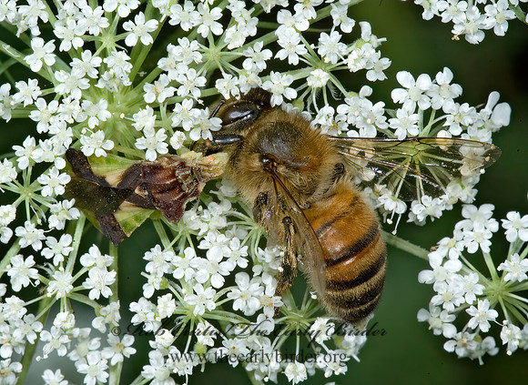 Phymata 5012641z