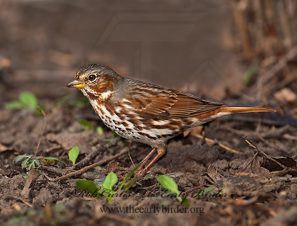 Passerella iliaca  FOX SPARROW 3012586z